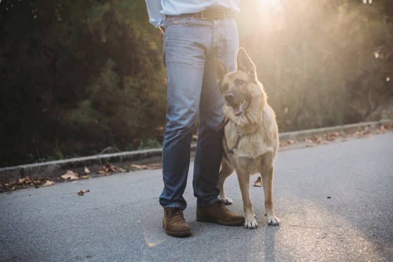 découvrez des astuces et techniques efficaces pour l'éducation canine. apprenez à renforcer les comportements positifs et à instaurer une communication harmonieuse avec votre chien grâce à des méthodes de dressage adaptées.