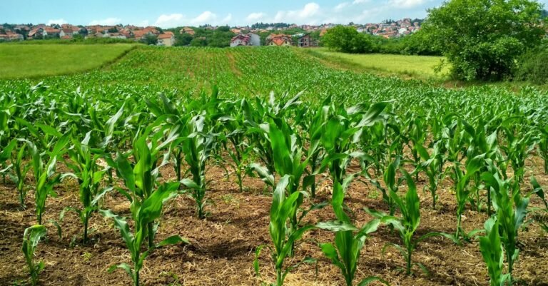 découvrez le monde dynamique de l'agriculture, ses pratiques durables, ses innovations technologiques et son rôle essentiel dans la sécurité alimentaire mondiale. explorez les différentes cultures, les techniques modernes et l'impact de l'agriculture sur notre environnement.