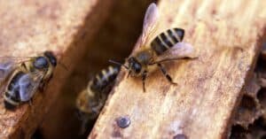 découvrez le miel de manuka, une délicieuse et précieuse ressource provenant de la nouvelle-zélande, reconnu pour ses propriétés bénéfiques pour la santé et la beauté.