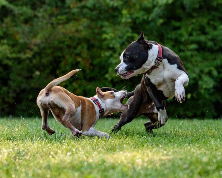 découvrez tout l'univers des animaux de compagnie : conseils, soins, alimentation et comportement pour assurer le bien-être de vos fidèles compagnons.