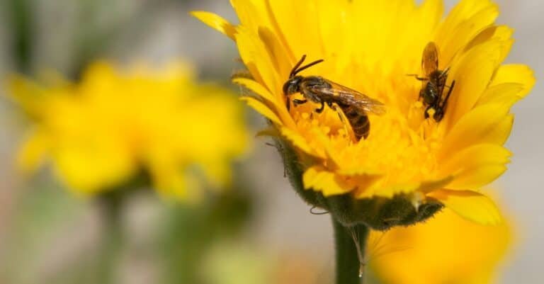 découvrez les conséquences non-traitées des allergies au pollen.