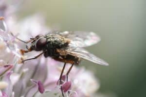 découvrez tout sur les mouches, leur comportement, habitat et prévention