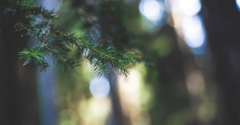 découvrez la beauté durable : des produits éthiques, respectueux de l'environnement et qui mettent en valeur votre éclat naturel tout en préservant notre planète.