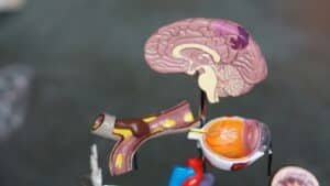 optimisation cérébrale : découvrez les meilleures méthodes pour booster votre cerveau et améliorer vos capacités mentales.