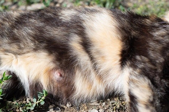 ventre de chat avec des mamelons chatte enceinte tricolore